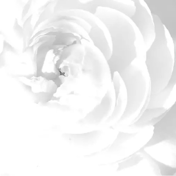 Meet your Posher, Tabby - Picture 2 of 2